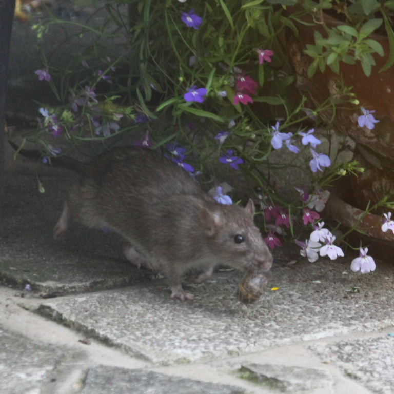 Brown Rat collecting snails