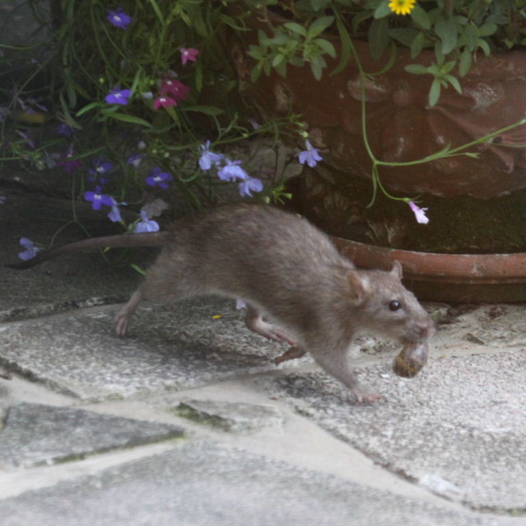 Brown Rat with snail