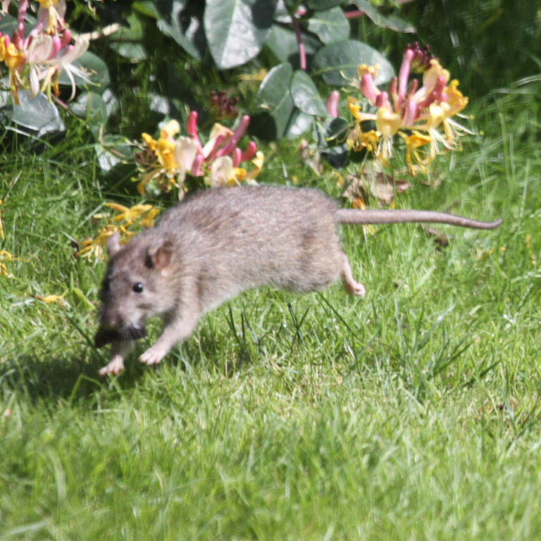 Brown Rat collecting snails