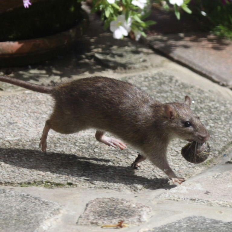 Brown Rat collecting snails