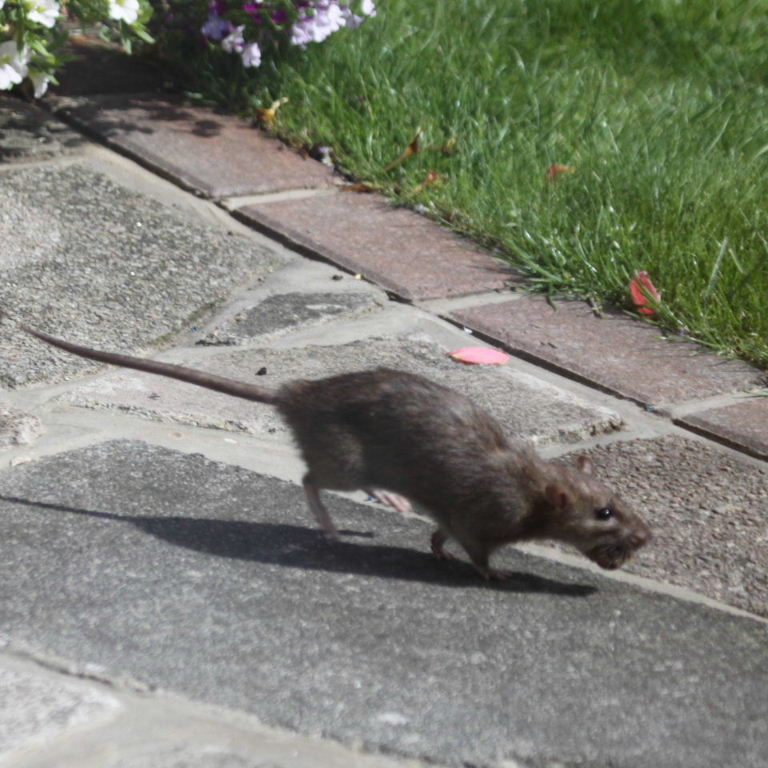 Brown Rat with snail