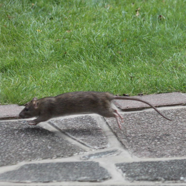 Brown Rat collecting snails