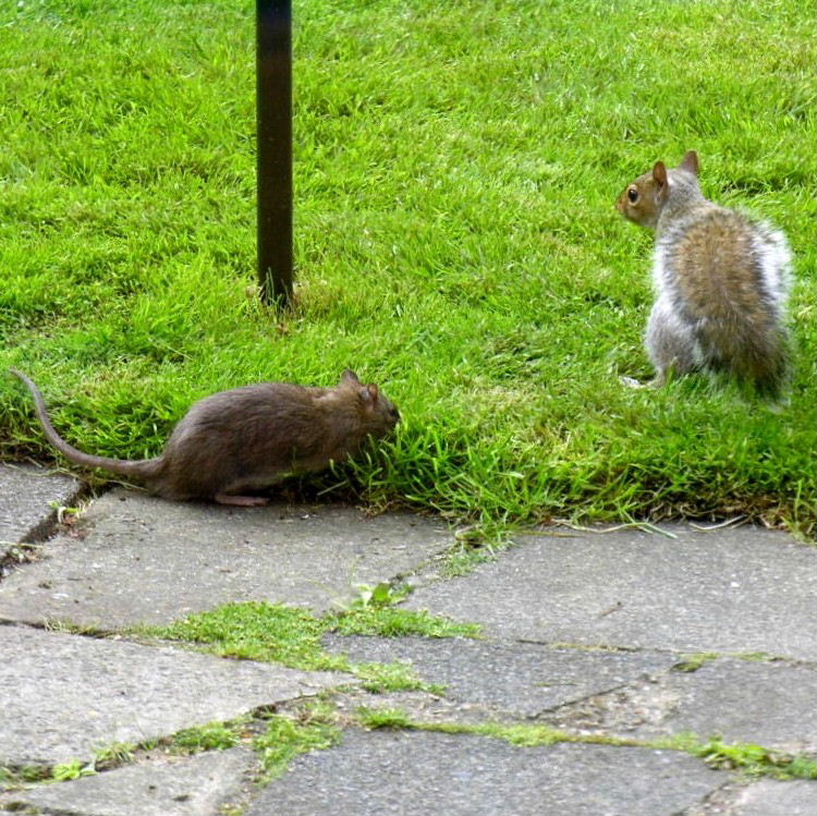 Brown Rat and Grey Squirrel