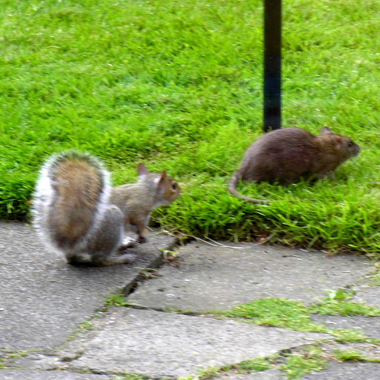 Grey Squirrel and Brown Rat