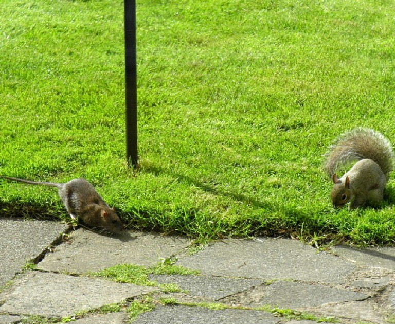 Brown Rat and Grey Squirrel