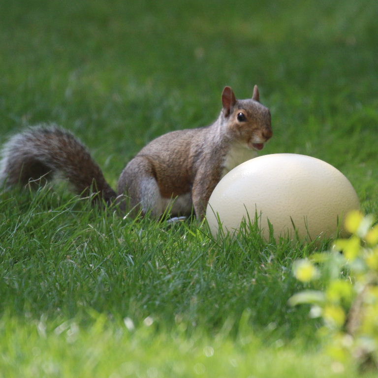 Squirrel with egg