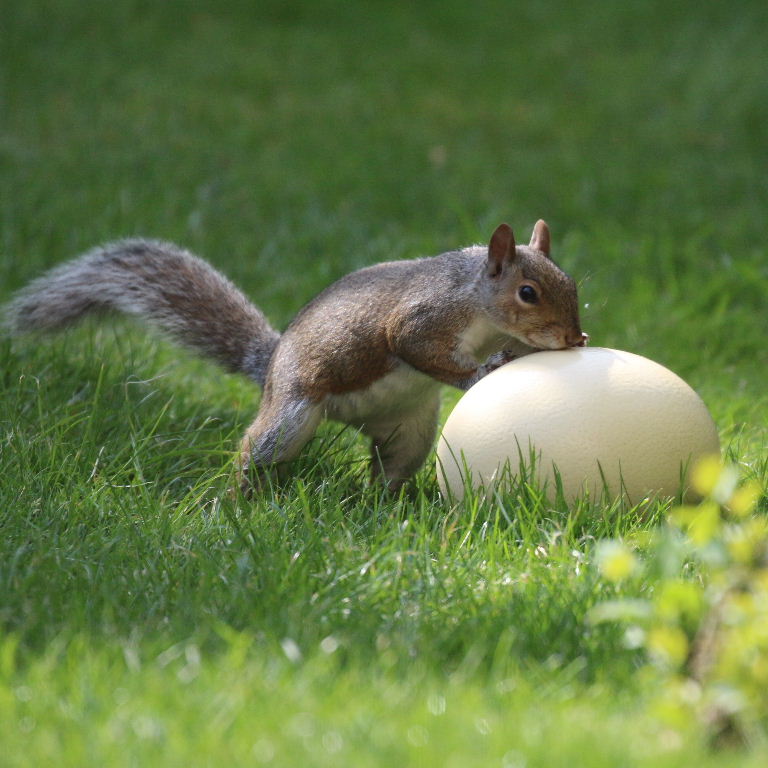 The Squirrel and the Egg