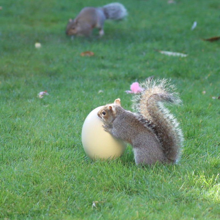 Squirrel with egg