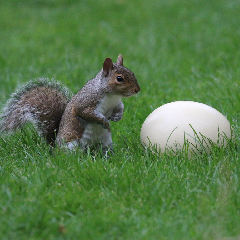 Squirrels Eating Bird Eggs at Kimberly Aguayo blog