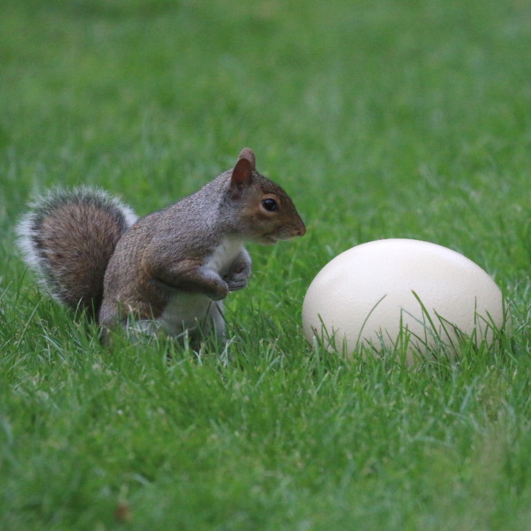 The Squirrel and the Egg