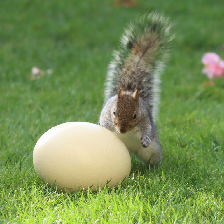 The Squirrel and the Egg