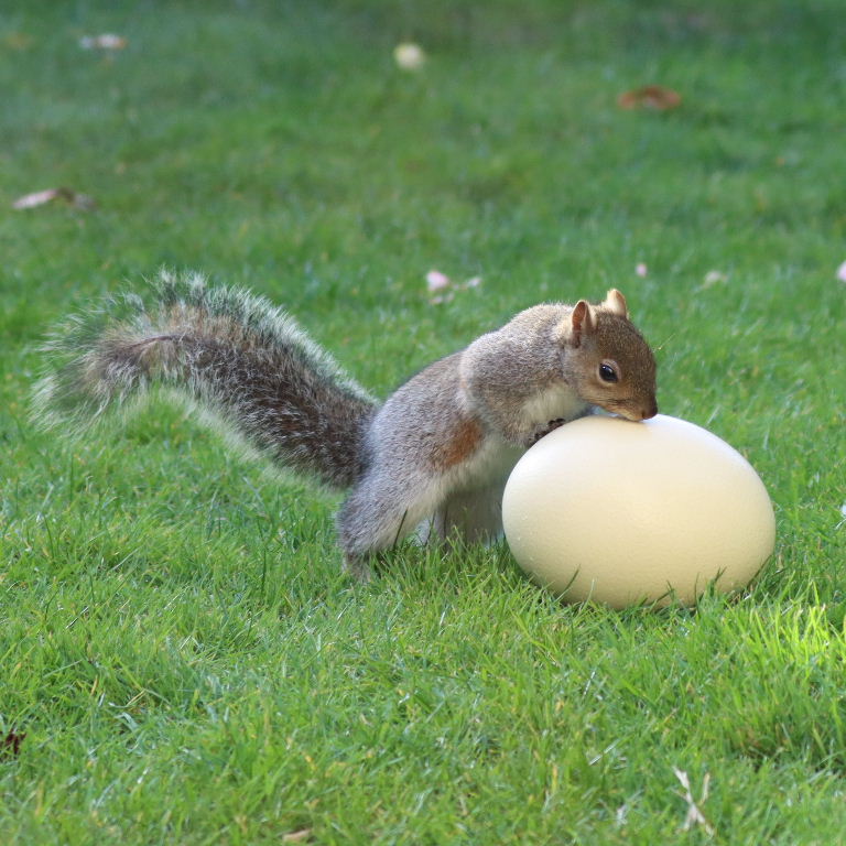 Squirrel with egg