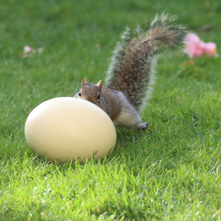 Squirrel with egg