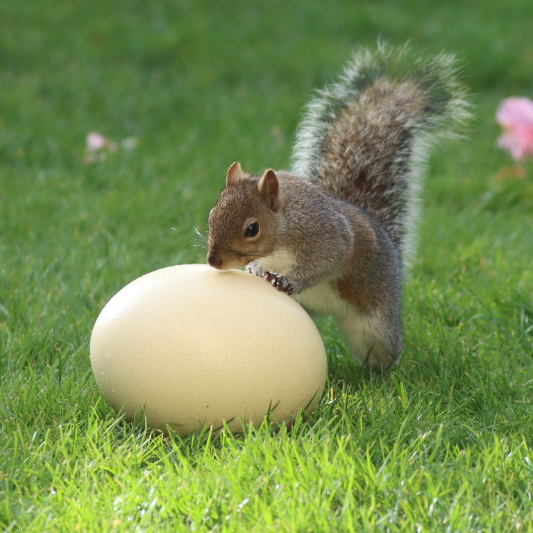 The Squirrel and the Egg