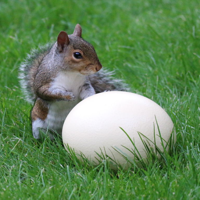 Squirrel with egg