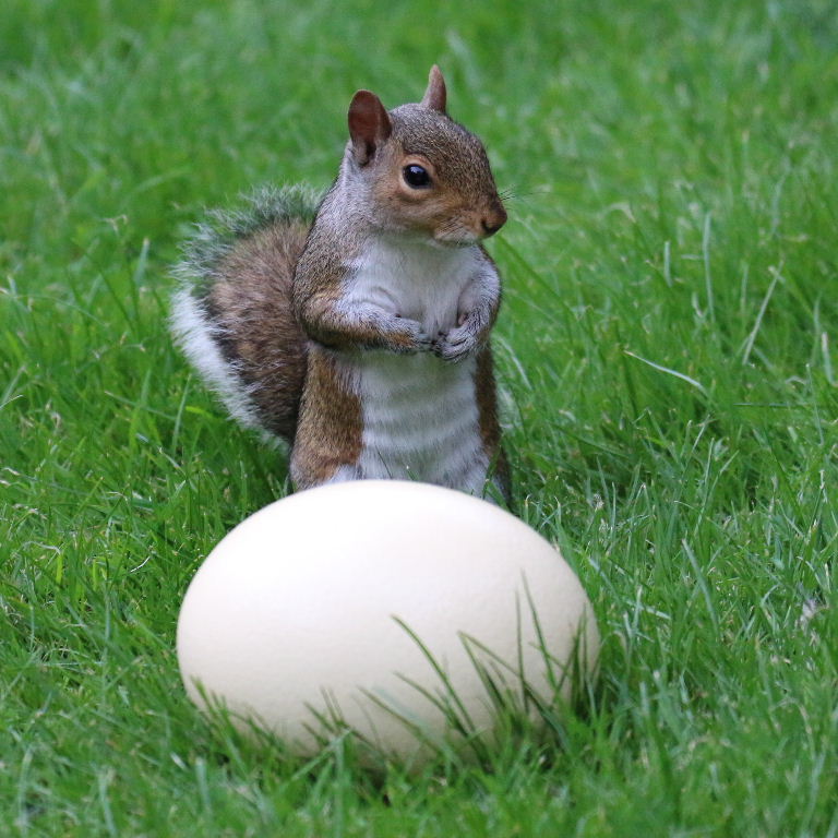 Squirrel with egg
