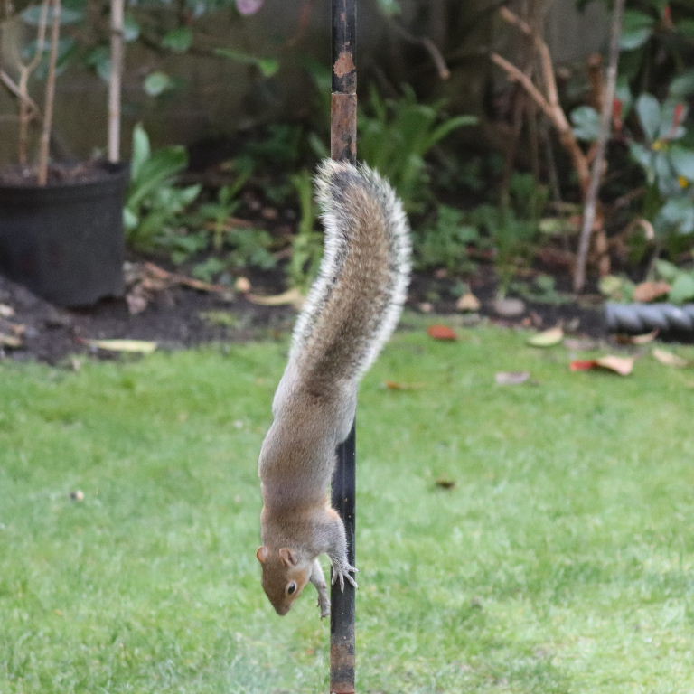 Grey Squirrel pole dancing