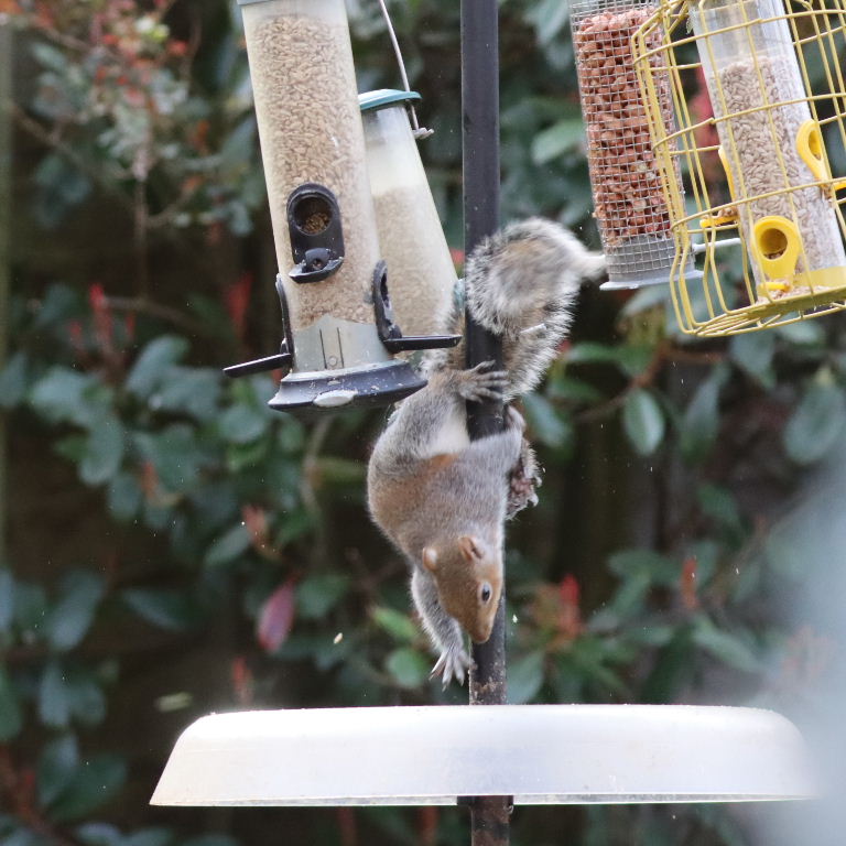 Grey Squirrel on bird feeder