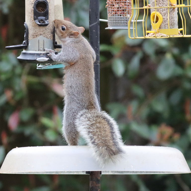 Grey Squirrel on bird feeder