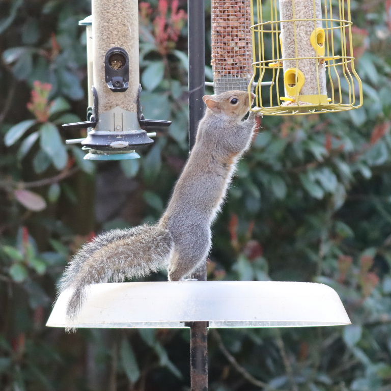 Grey Squirrel on bird feeder