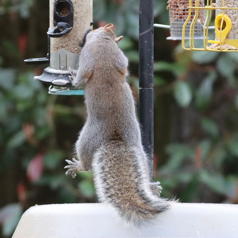 Grey Squirrel on bird feeder