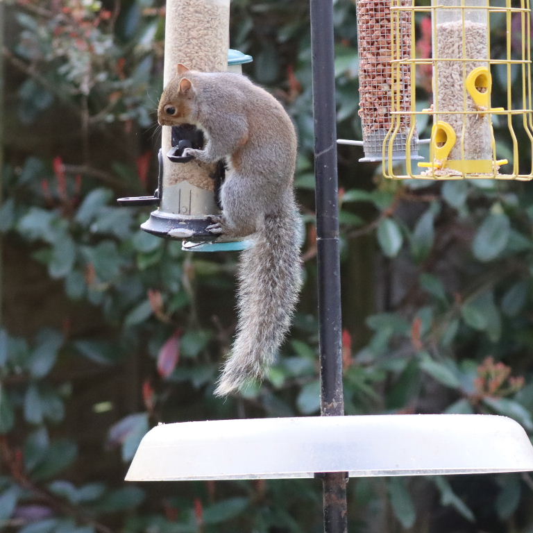 Grey Squirrel on bird feeder