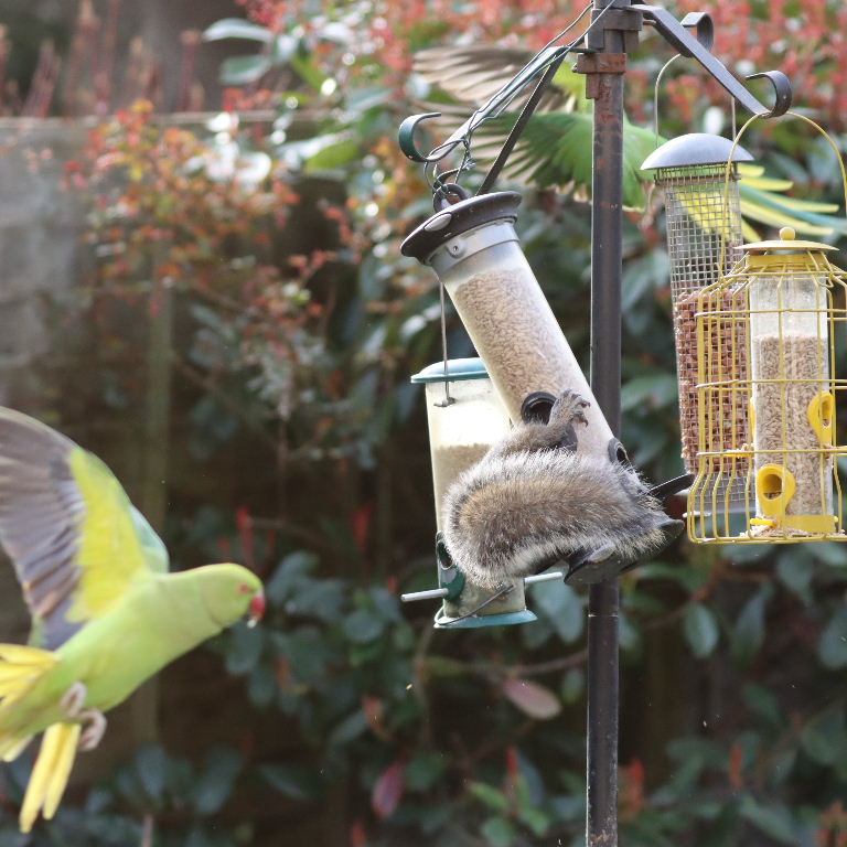 Grey Squirrel on bird feeder