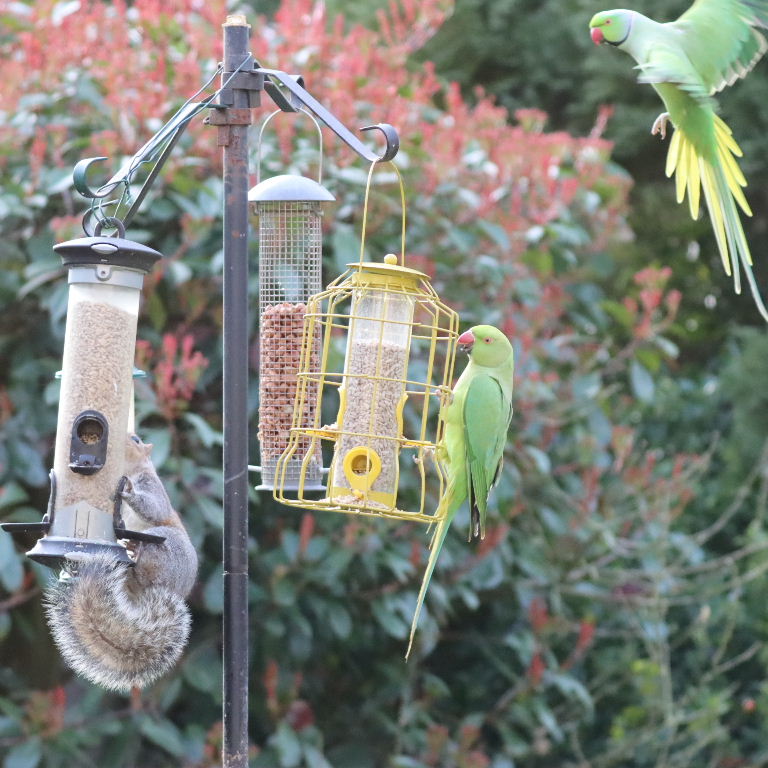 Grey Squirrel on bird feeder