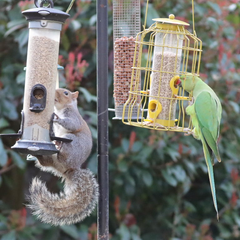 Grey Squirrel on bird feeder