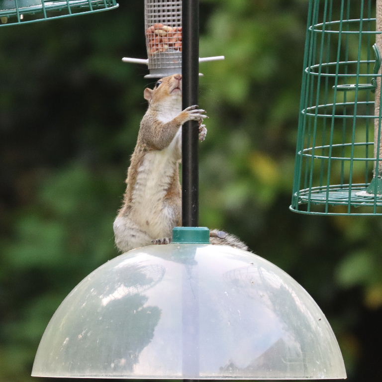 Grey Squirrel on cage feeder