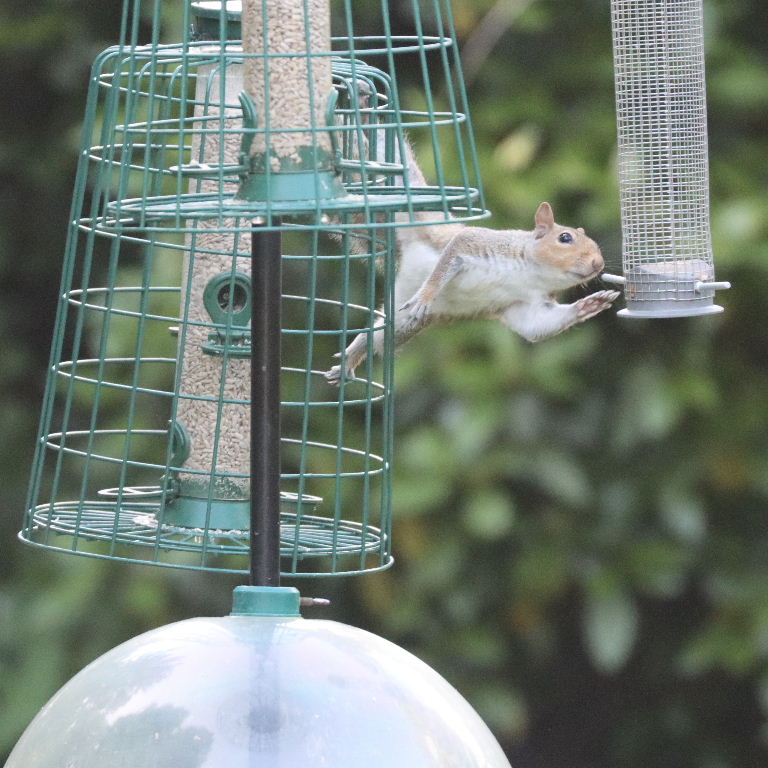 Grey Squirrel on cage feeder