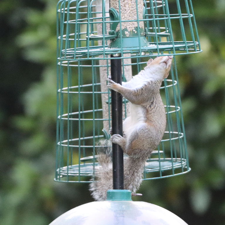 Grey Squirrel on cage feeder