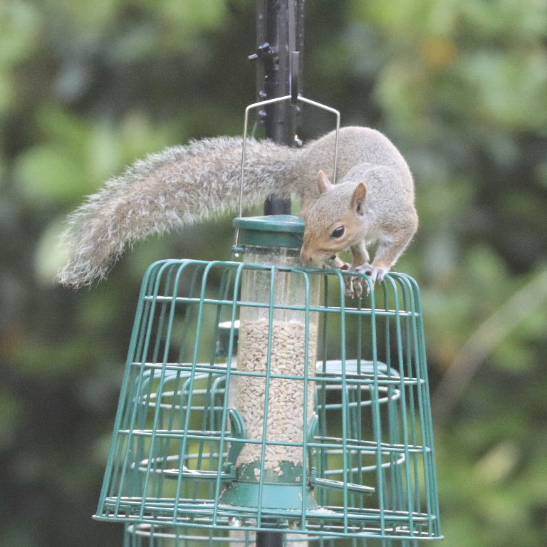 Grey Squirrel on cage feeder