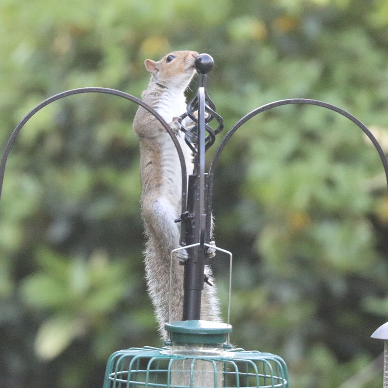 Grey Squirrel on cage feeder