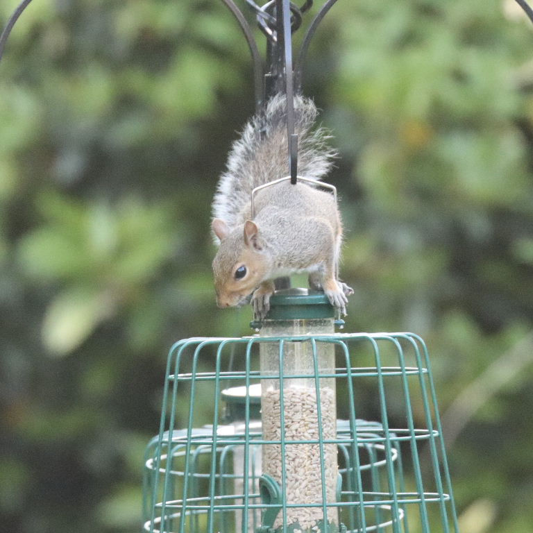 Grey Squirrel on cage feeder