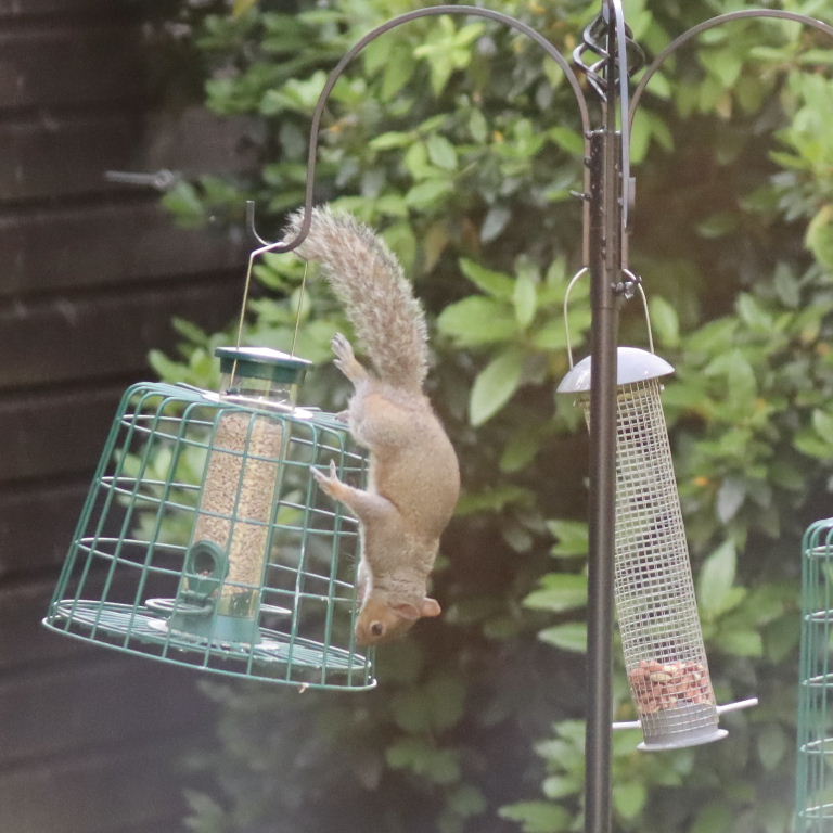 Grey Squirrel on cage feeder