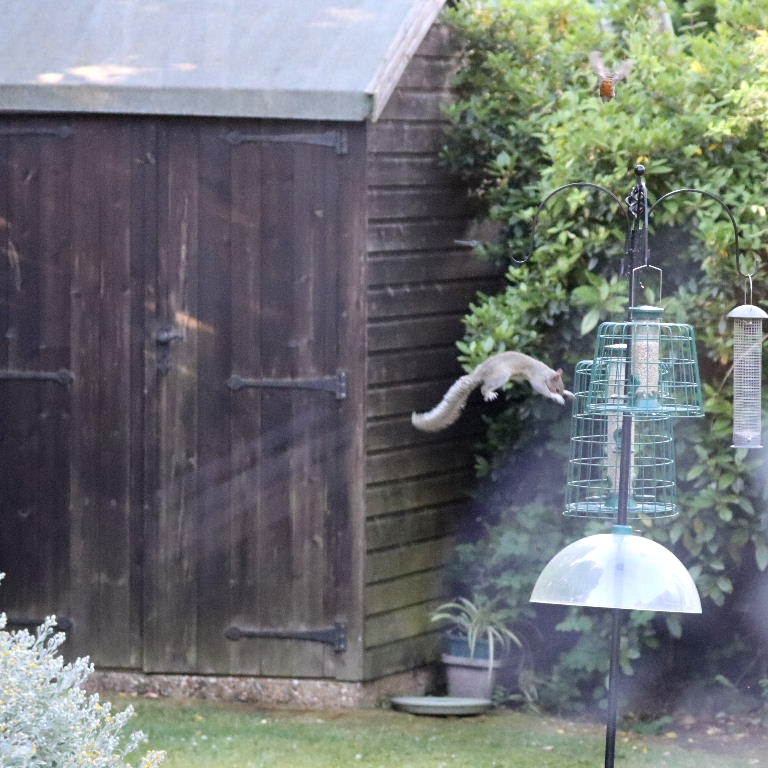 Grey Squirrel in flight