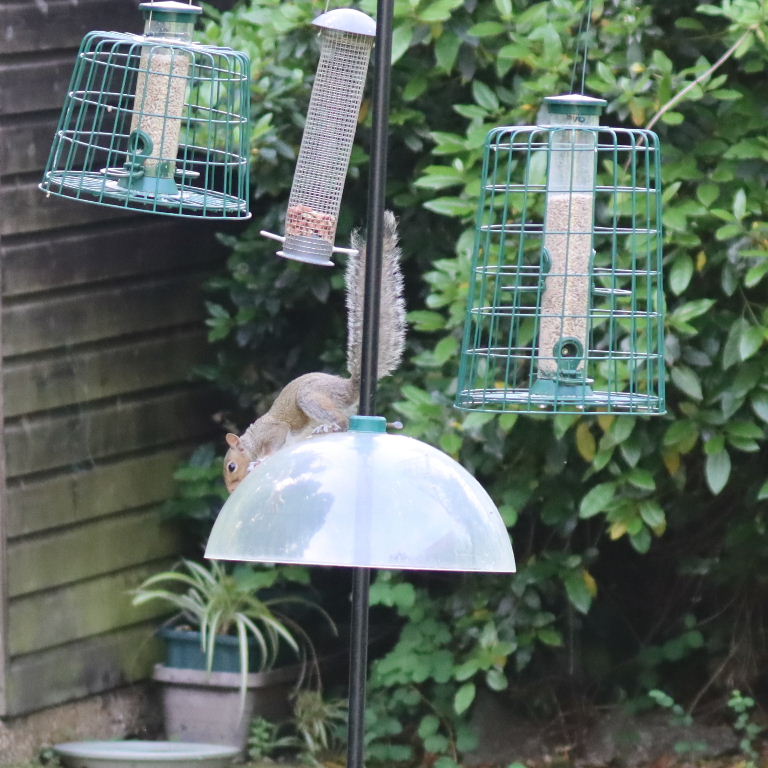 Grey Squirrel in flight