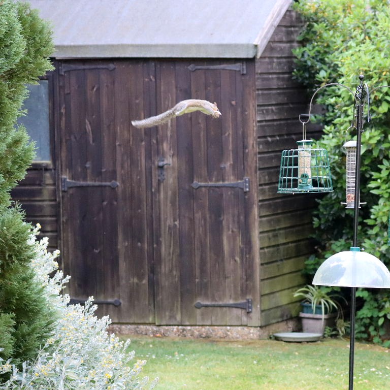 Grey Squirrel in flight