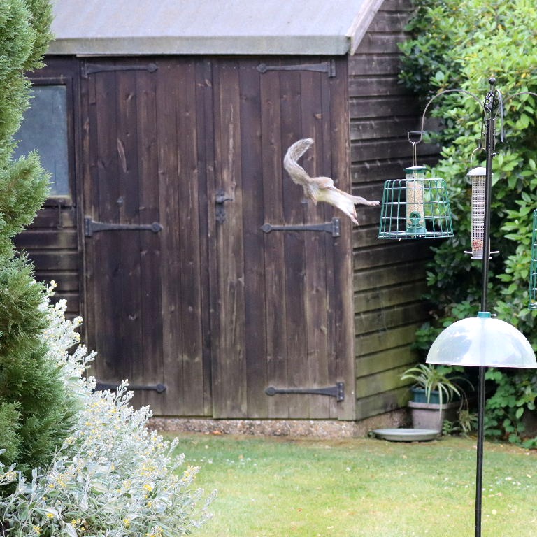 Grey Squirrel in flight