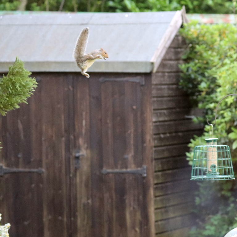 Grey Squirrel in flight