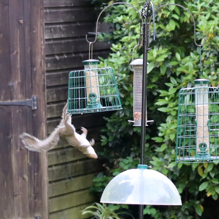 Grey Squirrel in flight
