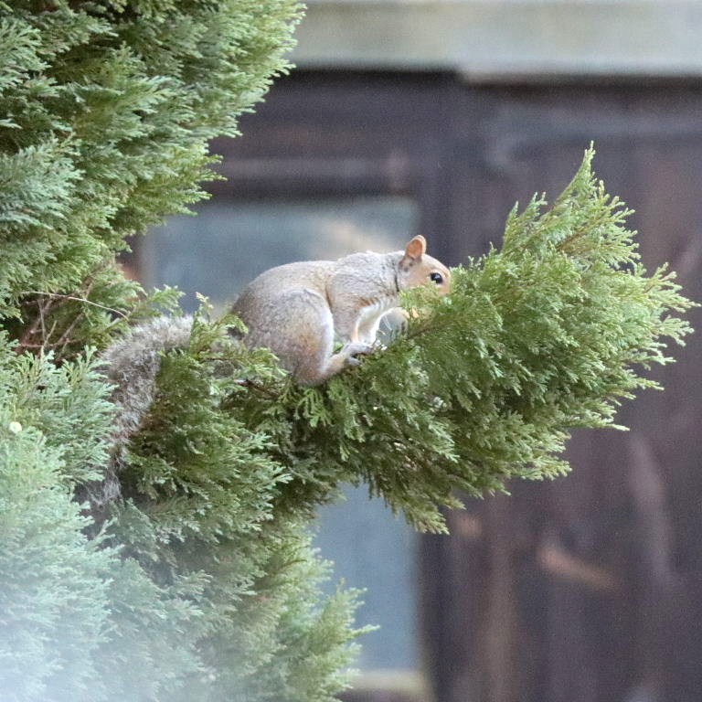 Grey Squirrel in flight