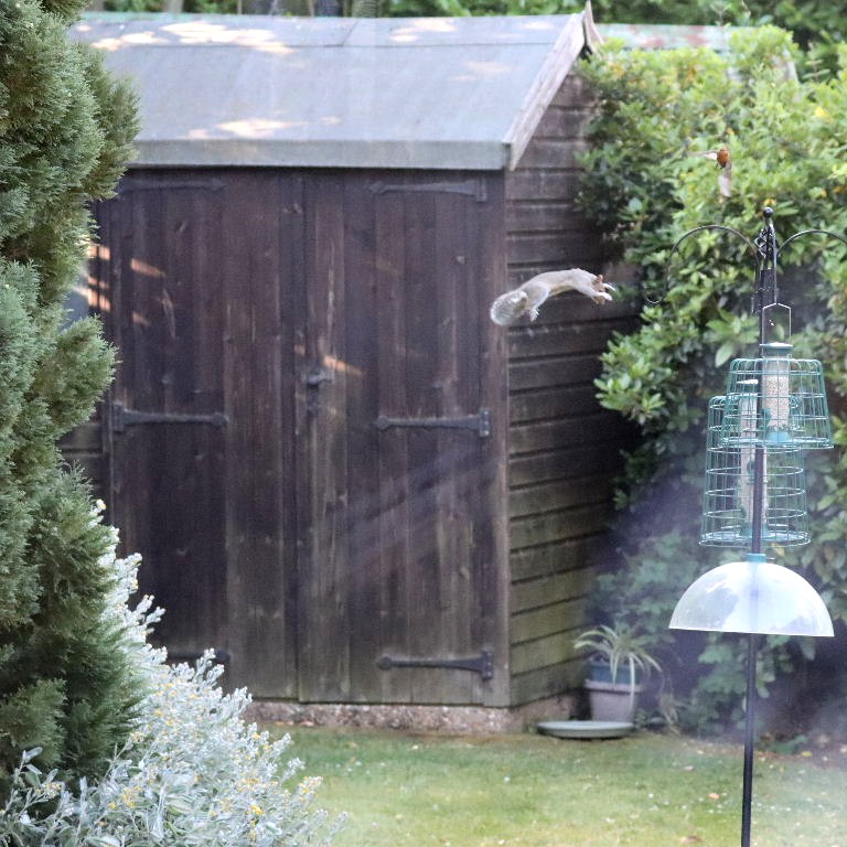 Grey Squirrel in flight
