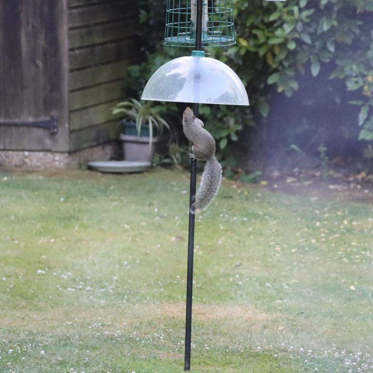 Grey Squirrel pole dancing
