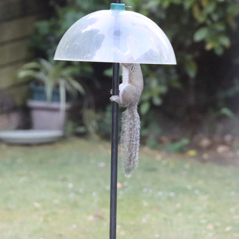 Grey Squirrel pole dancing
