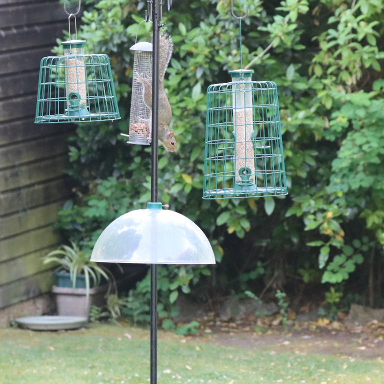 Grey Squirrel on cage feeder