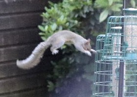 Squirrel flying