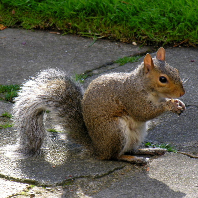 Grey Squirrel