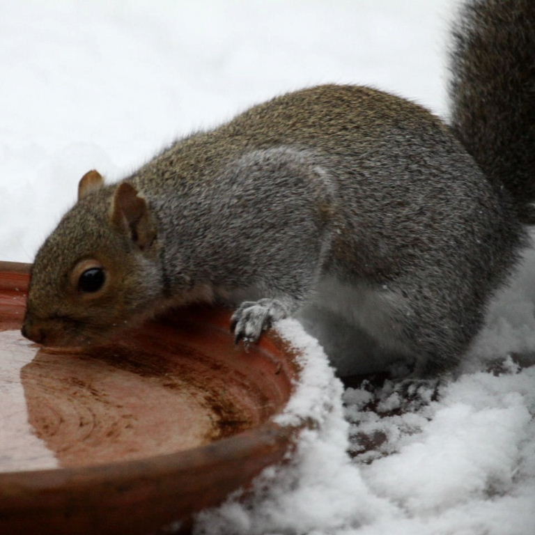 Grey Squirrel drinking
